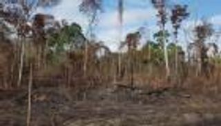 يد الشر تعبث في ثلث غابات الأمازون.. رئة العالم تحترق