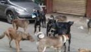 "تصدير الكلاب الضالة في مصر".. مقترح برلماني يجدد جدلا عمره 5 سنوات