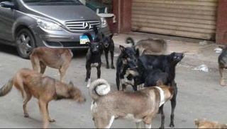 مقترح برلماني لتصدير الكلاب الضالة في مصر