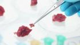 استزراع اللحوم.. عميد "زراعة عين شمس" يكشف تفاصيل توجه أثار جدلًا في مصر (حوار)