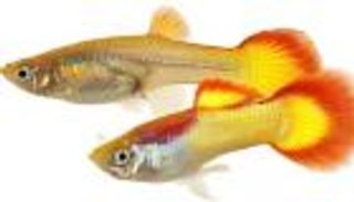 مصري يبتكر جهازاً لتحديد جنس الأسماك وعلاقتها بالمناخ (مقابلة)