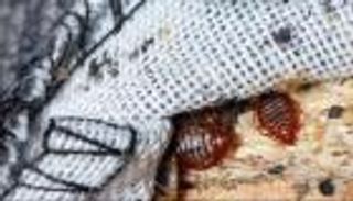"بق الفراش" يغزو فرنسا.. لدغة تهدد الحياة