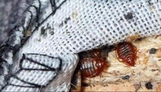 حشرة بق الفراش