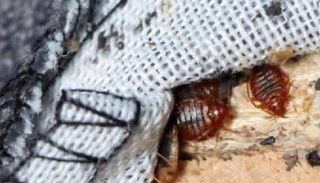 بق الفراش يغزو باريس 