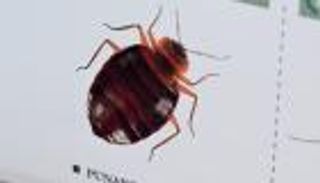 بعد غزو فرنسا.. المغرب يواجه "بق الفراش" بطريقة مبتكرة