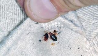 بق الفراش - صورة أرشيفية