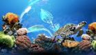 تحالف عالمي لإنقاذ الشعاب المرجانية.. 45 دولة تتحدى تغير المناخ