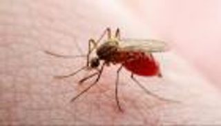 تحذير عالمي من حمى الضنك.. مستويات عدوى قياسية متوقعة 