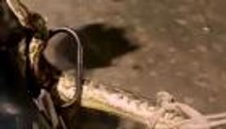 مقطع صادم.. شرطي يمسك ثعبانا طوله 2.5 متر بيده