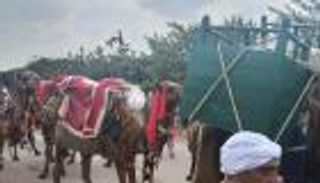 موكب الجمال في مصر.. 8 قرون من الاحتفال بـ"السيد البدوي" (خاص)