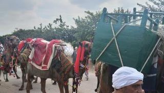 موكب الجمال للسيد البدوي