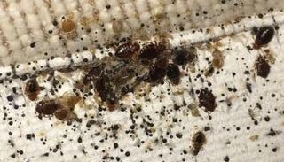 حشرة بق الفراش المزعجة