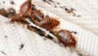 بعد تفشيه في فرنسا وبريطانيا.. 7 نصائح للوقاية من بق الفراش