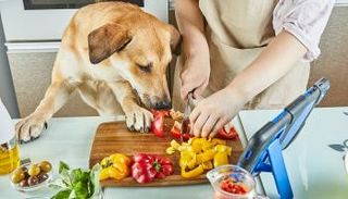 النظم الغذائية للحيوانات الأليفة ترتبط بالمناخ