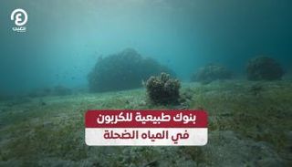 اكتشاف بيئي مذهل في المياه الضحلة