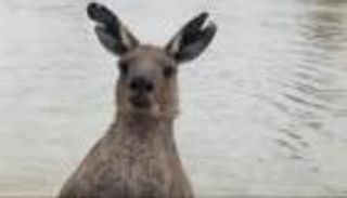 كنغر يشعل مواقع التواصل.. حاول إغراق كلب وضرب صاحبه (فيديو)