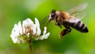 ارتفاع الحرارة يقلص أعداد الحشرات التي تقوم بتلقيح النباتات