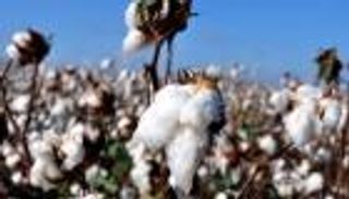 القطن المصري يسجل أعلى سعر في التاريخ.. ونقيب الفلاحين يكشف السبب