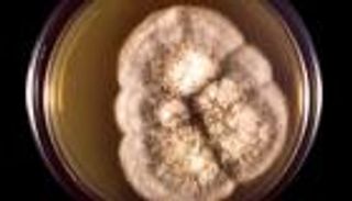 كيف يتسبب التغير المناخي في تنشيط الأمراض الفطرية؟