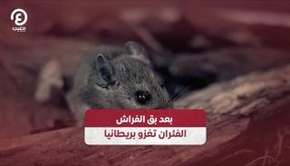 الفئران تغزو المنظومة الصحية البريطانية