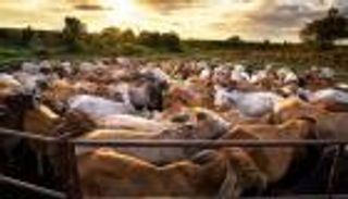 الزراعة الحيوانية.. فوضى تدمر كوكب الأرض