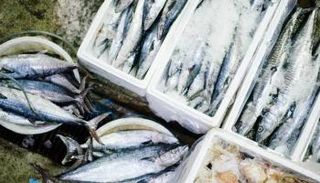 حفظ الأسماك 