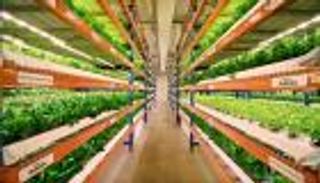 الزراعة المنزلية في الإمارات.. استدامة واكتفاء غذائي