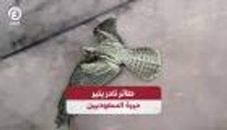 طائر نادر يثير حيرة السعوديين.. ماذا تعرف عن «السبد»؟