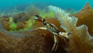 الأعشاب البحرية تواجه مستقبلًا غامضًا