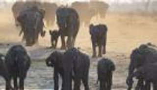 تغير المناخ وحياة الثدييات.. انقراض محتمل