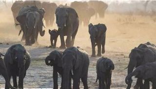 كيف سيؤثر تغير المناخ على الثدييات؟