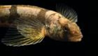 نداء الاستيقاظ.. كيف ننقذ بعض الكائنات المهددة من الانقراض؟