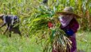 موسم الحصاد في اليمن.. أهازيج الأجداد تزف «الصِراب»