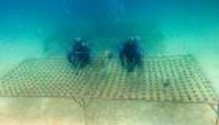 حماية الشعاب المرجانية في الإمارات.. نموذج ملهم للمناخ والاقتصاد والسياحة