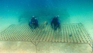 صيانة الشعاب المرجانية