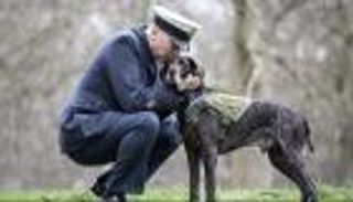 تكريم وميداليات وجنازة عسكرية.. أشهر 5 كلاب نافست البشر على الألقاب