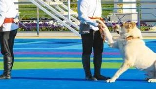 الكلب الأكثر شجاعة 2023