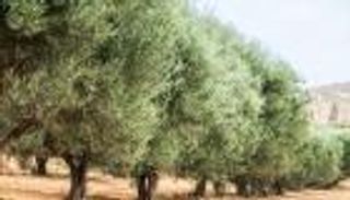 زيتون تونس.. جني مبشر وآمال كبيرة للمزارعين والاقتصاد