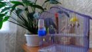 كيفية تربية ببغاء الدرة في المنزل والعناية به خطوة بخطوة