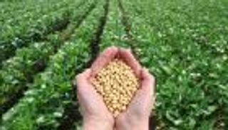 تجربة جديدة.. تتبع حبوب الصويا من خلال تقنية البلوكتشين