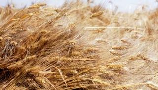 القمح - أرشيفية