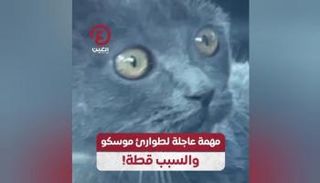 مهمة عاجلة لطوارئ موسكو.. والسبب قطة!