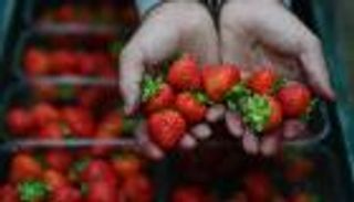 الفراولة تقلل من خطر الإصابة بالخرف 