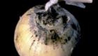 لسبب قوي.. «الصحة الأمريكية» تحذر من تناول البصل المصاب بالعفن