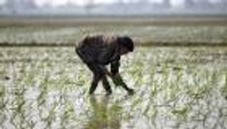 ناسا: «النينيو» ستساهم في نقص الغذاء العالمي حتى منتصف 2024