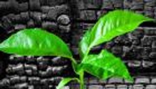 الفحم الحيوي «كنز» بقايا المحاصيل.. فوائده للزراعة والمناخ