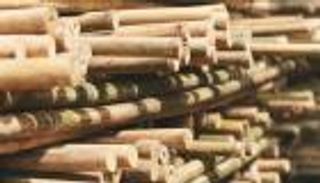 الخيزران بديلا للبلاستيك في الصين.. خطة طموحة لوقف التلوث وحماية الصحة