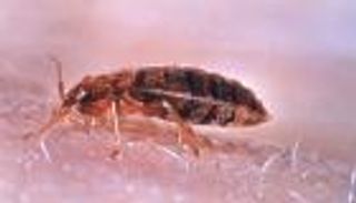 بعد فرنسا وبريطانيا.. بق الفراش يثير الرعب في كوريا الجنوبية