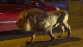 الأسد الهارب 