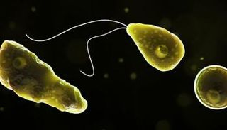 الخلايا الأميبية